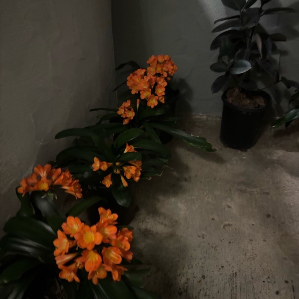 LIKE THIS TO BE NOTIFIED WHEN I GO LIVEE